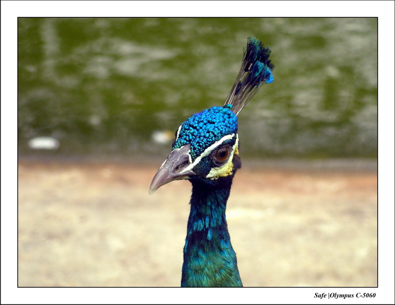 2005 - 08 - KUL - parc animalier  - 50.JPG